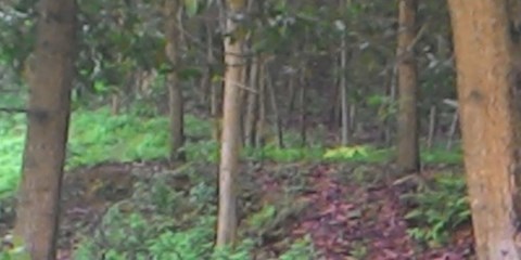 Tìm chồng trong đêm, thiếu phụ bị chú hiếp dâm trên đồi vắng - 1