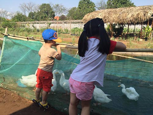 Bỏ 650.000 đồng/tháng, cha mẹ Sài Gòn cho con làm nông dân - 3