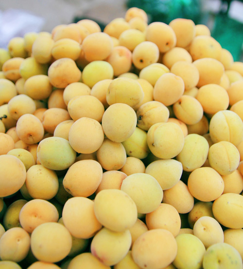 Mùa mơ về vàng ươm khắp phố - 12
