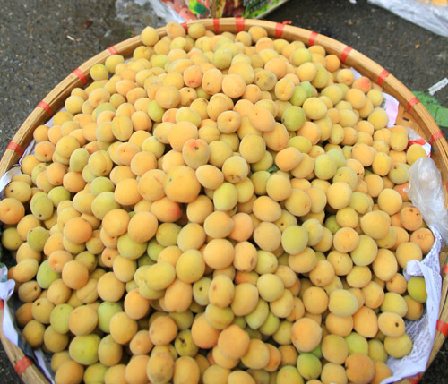 Mùa mơ về vàng ươm khắp phố - 7
