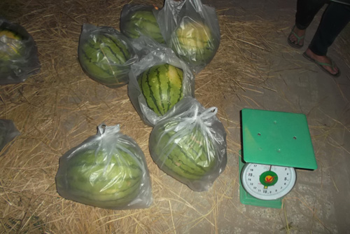 TP.HCM: Hơn 10 tấn dưa vùng lũ bán “sạch” trong 1 ngày - 4