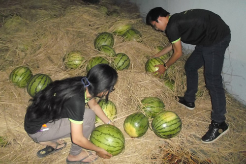 TP.HCM: Hơn 10 tấn dưa vùng lũ bán “sạch” trong 1 ngày - 6
