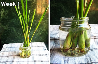 Các bí kíp tránh muỗi đốt đơn giản, tự nhiên, an toàn - 7