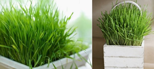 Các bí kíp tránh muỗi đốt đơn giản, tự nhiên, an toàn - 8