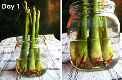 Các bí kíp tránh muỗi đốt đơn giản, tự nhiên, an toàn - 6