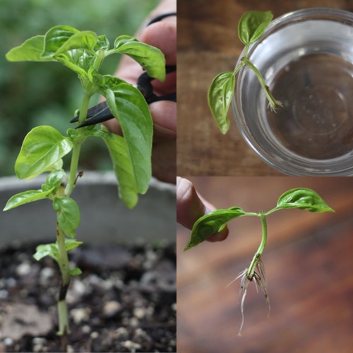 Các bí kíp tránh muỗi đốt đơn giản, tự nhiên, an toàn - 10