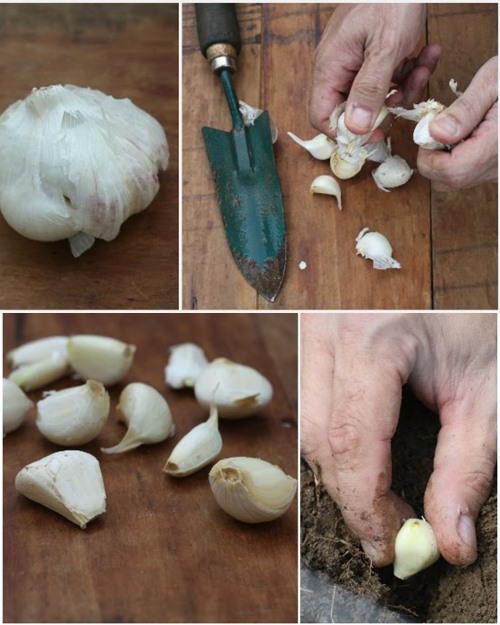 Các bí kíp tránh muỗi đốt đơn giản, tự nhiên, an toàn - 9