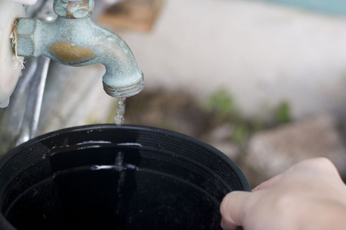 Hoa nở rực rỡ nhờ vỏ chuối, cọng rau trong nhà - 11