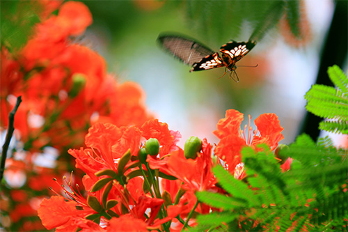 Những địa điểm chụp ảnh với hoa phượng đẹp ở Miền Bắc việt Nam