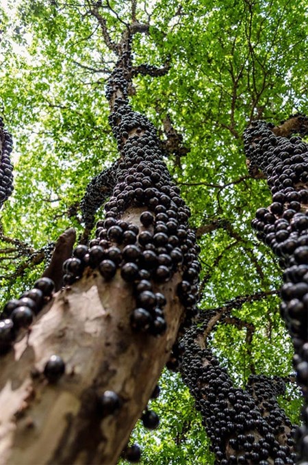Đẹp lạ kỳ nho thân gỗ - loại cây đang khiến dân Việt quot;phát sốt” - 3