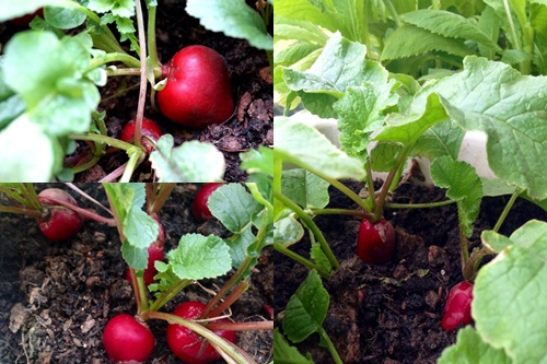 Phát thèm vườn rau sạch cho con ăn dặm của mẹ bé Na - 12