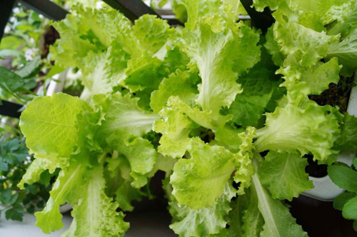 Phát thèm vườn rau sạch cho con ăn dặm của mẹ bé Na - 3