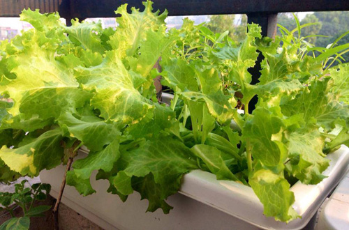 Phát thèm vườn rau sạch cho con ăn dặm của mẹ bé Na - 4