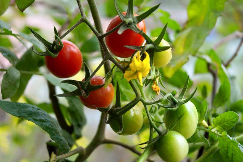 Phát thèm vườn rau sạch cho con ăn dặm của mẹ bé Na - 13