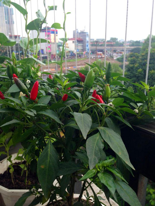 Phát thèm vườn rau sạch cho con ăn dặm của mẹ bé Na - 14