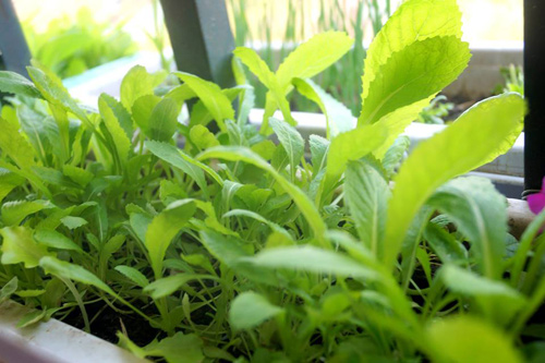 Phát thèm vườn rau sạch cho con ăn dặm của mẹ bé Na - 5