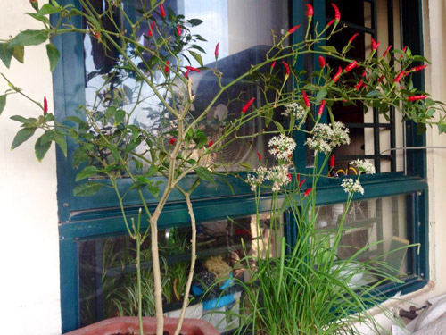 Phát thèm vườn rau sạch cho con ăn dặm của mẹ bé Na - 15