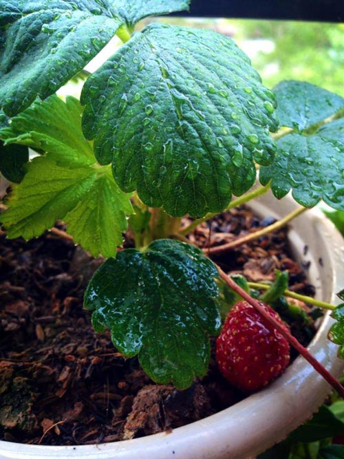 Phát thèm vườn rau sạch cho con ăn dặm của mẹ bé Na - 16