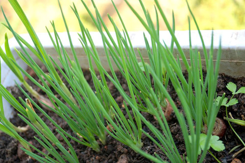 Phát thèm vườn rau sạch cho con ăn dặm của mẹ bé Na - 9