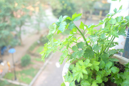 Phát thèm vườn rau sạch cho con ăn dặm của mẹ bé Na - 8