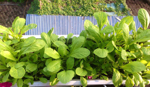 Phát thèm vườn rau sạch cho con ăn dặm của mẹ bé Na - 6