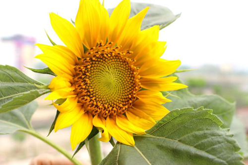 Phát thèm vườn rau sạch cho con ăn dặm của mẹ bé Na - 19