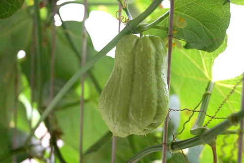 Phát thèm vườn rau sạch cho con ăn dặm của mẹ bé Na - 11