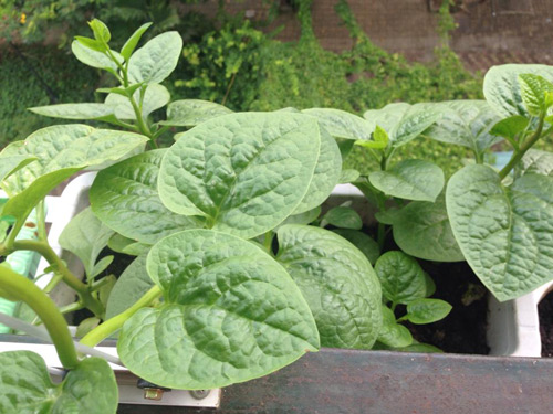 Phát thèm vườn rau sạch cho con ăn dặm của mẹ bé Na - 7