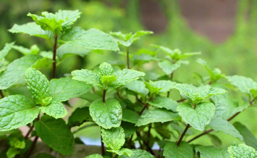 Phát thèm vườn rau sạch cho con ăn dặm của mẹ bé Na - 10