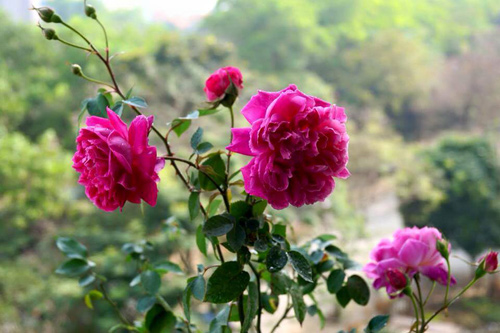 Phát thèm vườn rau sạch cho con ăn dặm của mẹ bé Na - 18