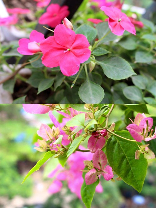 Phát thèm vườn rau sạch cho con ăn dặm của mẹ bé Na - 17