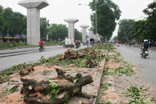 Thanh tra công bố các sai phạm vụ chặt cây xanh Hà Nội - 1