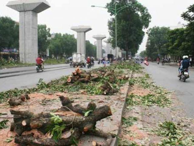 Thanh tra công bố các sai phạm vụ chặt cây xanh Hà Nội