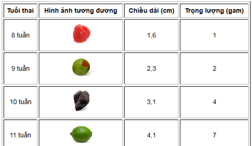 Chuẩn cân nặng thai nhi theo tuần tuổi - 1