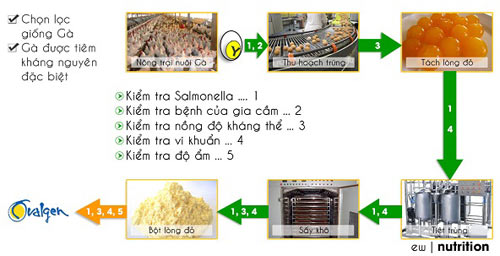 Ngừa sâu răng, viêm lợi, hôi miệng bằng lòng đỏ trứng gà - 1