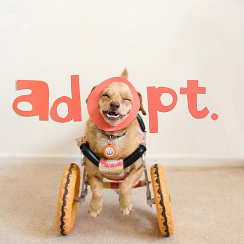 Disabled dog lives happily in a wheelchair - 10