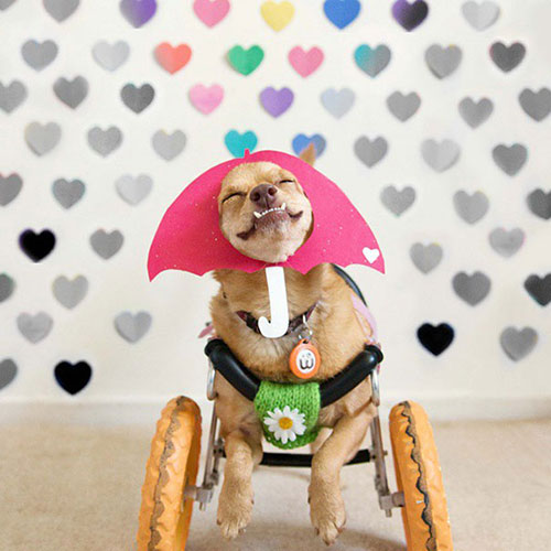 Disabled dog lives happily in wheelchair - 13