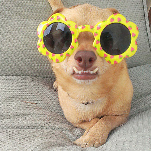 Disabled dog lives happily in wheelchair - 14