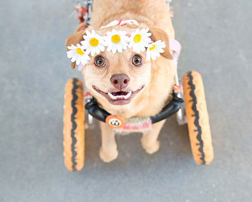 Disabled dog lives happily in wheelchair - 15