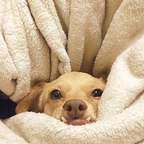 Disabled dog lives happily in a wheelchair - 2