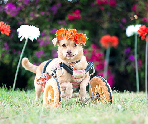 Disabled dog lives happily in a wheelchair - 7