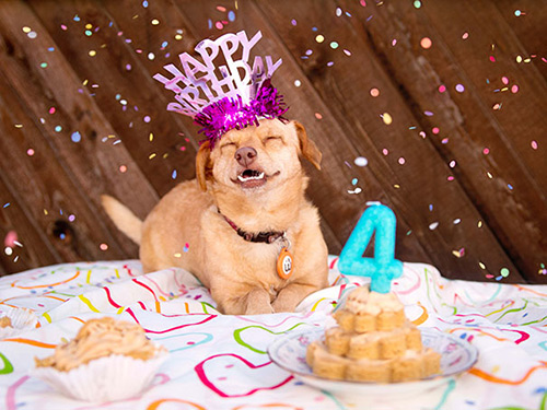 Disabled dog lives happily in wheelchair - 8
