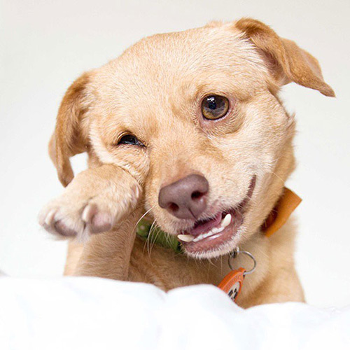 Disabled dog lives happily in a wheelchair - 9