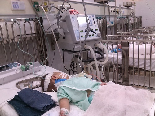 Các gia đình nuôi lợn dễ bị bệnh viêm não Nhật Bản? - 1