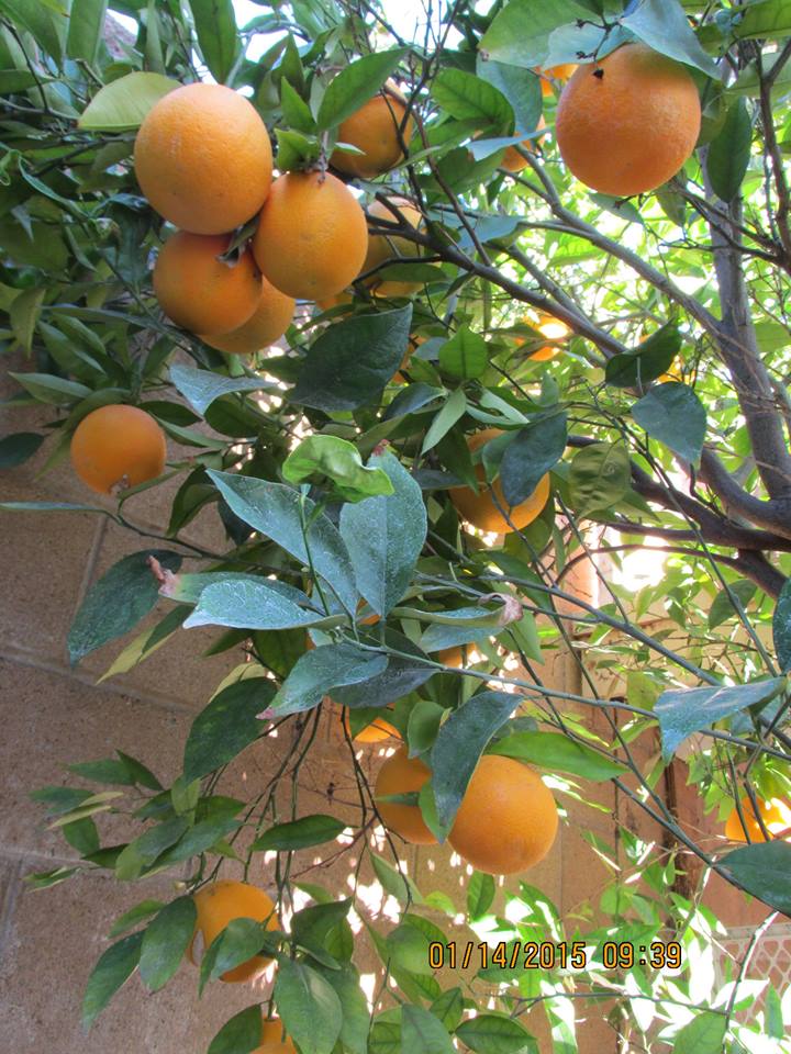 Thu Phương, Mỹ Linh thích thú trồng rau sạch tại nhà - 13