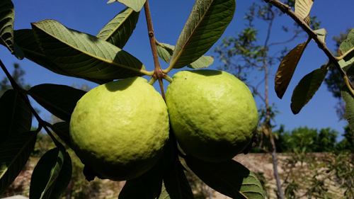 Thu Phương, Mỹ Linh thích thú trồng rau sạch tại nhà - 14