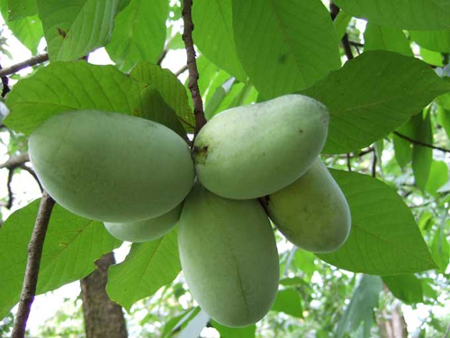 Nhỏ nước miếng với quả xoài hột na, vị chuối - 4