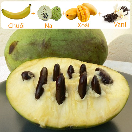 Nhỏ nước miếng với quả xoài hột na, vị chuối - 1