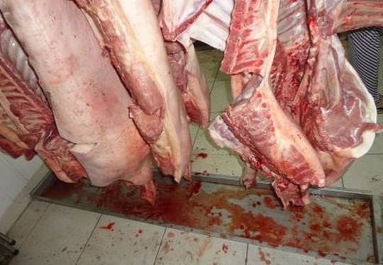 Phát hiện 3,5 tấn thịt heo bơm nước - 1