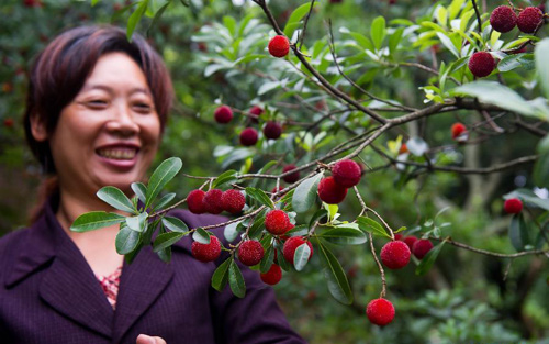 Thanh mai trồng chậu tự lớn, chẳng cần chăm - 1